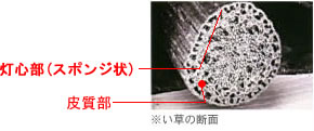 い草の断面